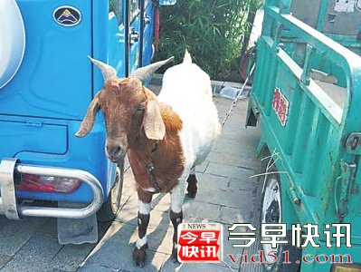郑州市民的宠物羊溜达时被“顺手牵羊”，警方抓获嫌犯追回羊