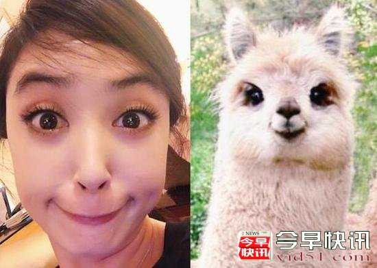 美不过三秒！蒋欣晒照秒变表情包 竟撞脸羊驼