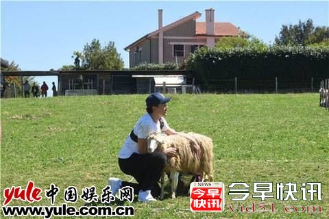 郑元畅洗脑羊咩咩